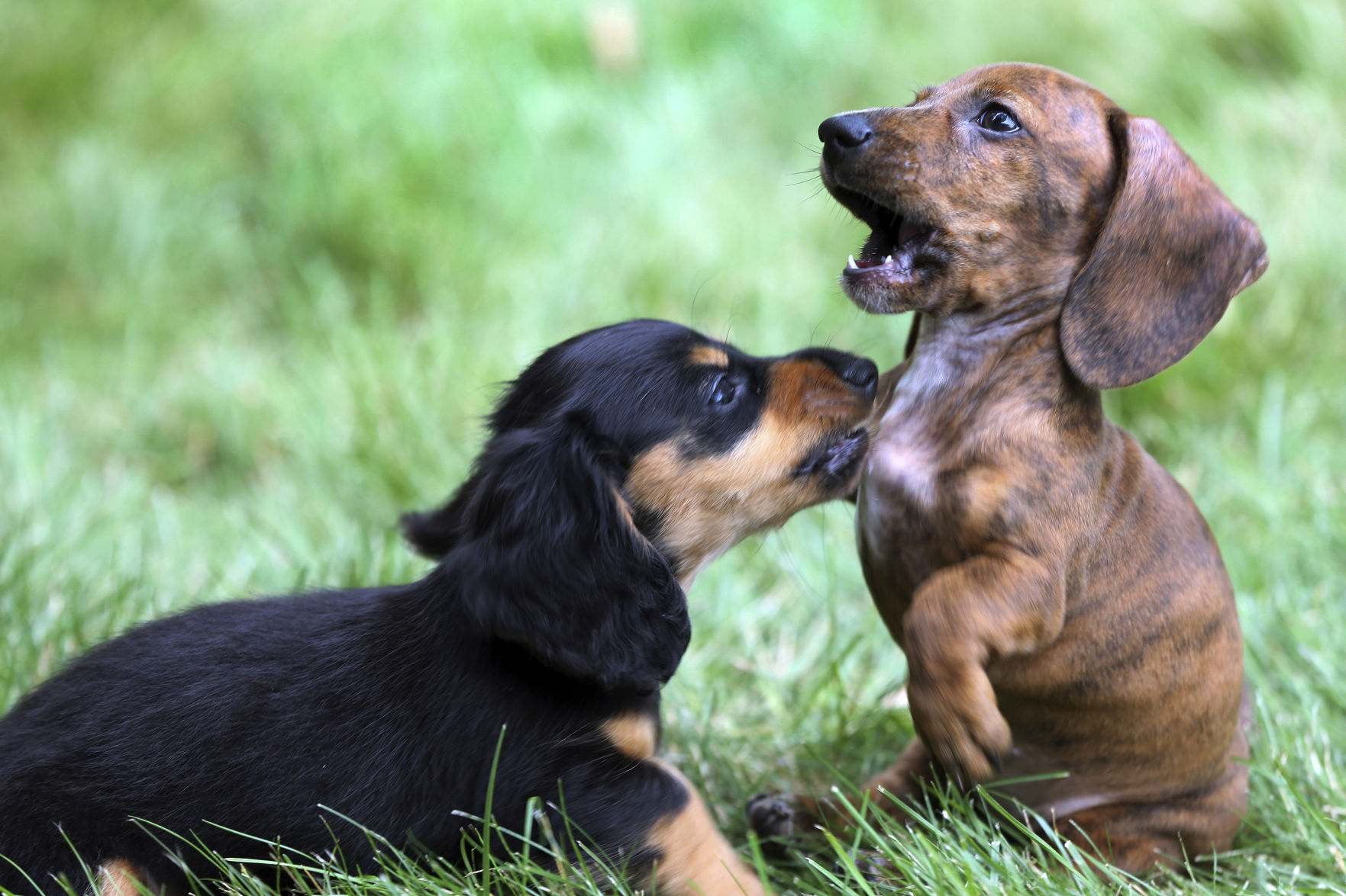 11. Dachshunds